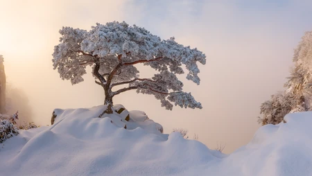 冬日山间雾凇奇景 雪覆孤松唯美风光