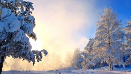冬日雾凇雪景日出金光洒满雪林风景