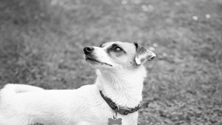 黑白风格户外杰克罗素梗犬特写壁纸