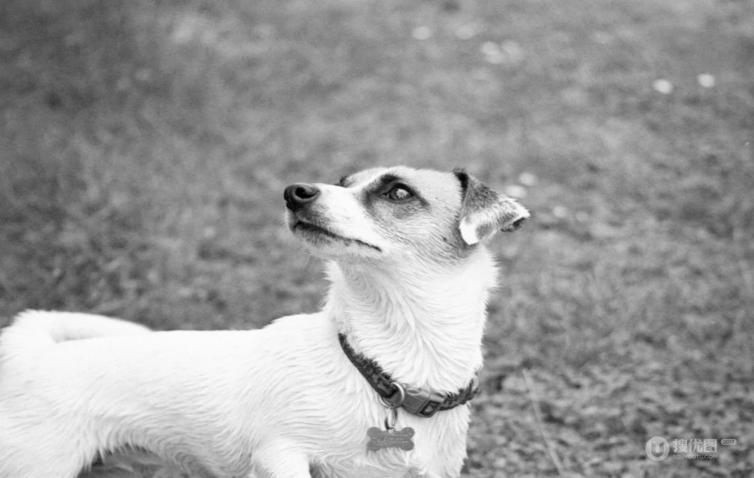 黑白风格户外杰克罗素梗犬特写壁纸
