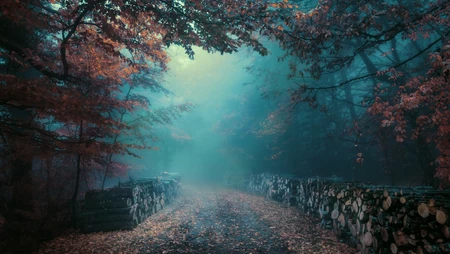 雾霭秋日林间小路 红叶覆径幽深森林风景
