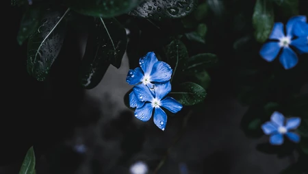 暗调绿叶间带水珠的清新蓝色小花特写