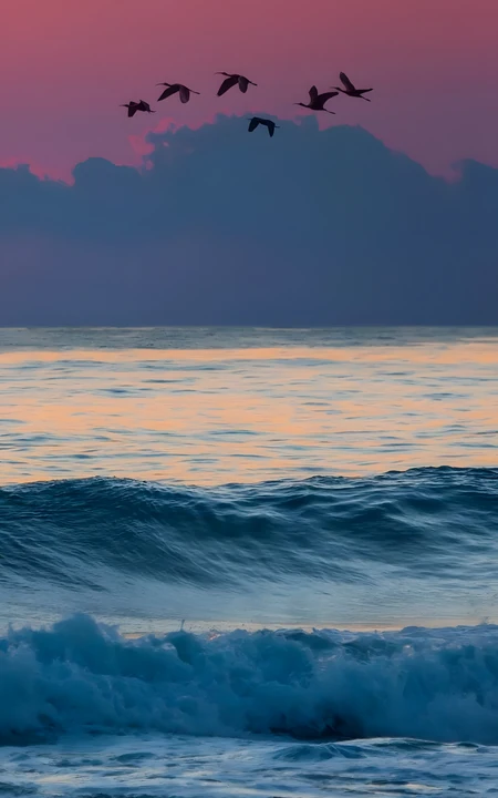 黄昏粉紫色天空下海面飞鸟海浪自然风景