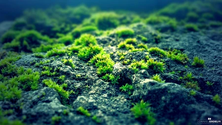 岩石上新生的翠绿苔藓微距自然风景