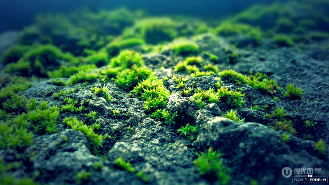 岩石上新生的翠绿苔藓微距自然风景
