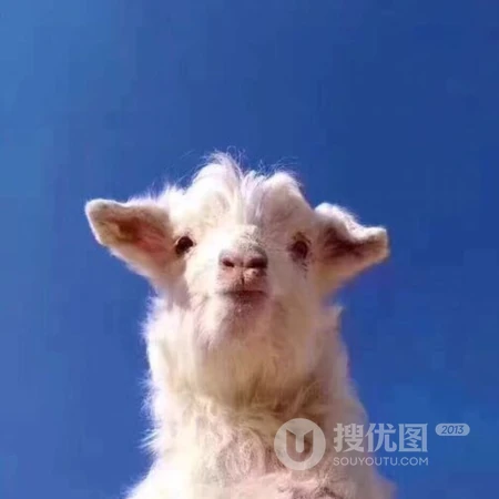 软萌治愈小动物高清可爱头像合集