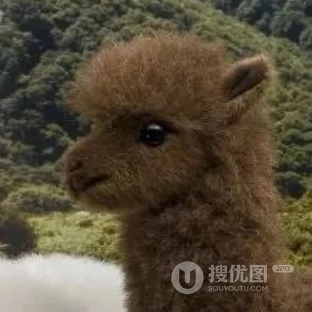 软萌治愈小动物高清可爱头像合集