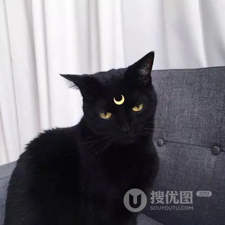 软萌治愈系委屈小猫咪系列头像合集
