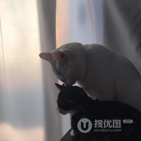 软萌治愈系委屈小猫咪系列头像合集