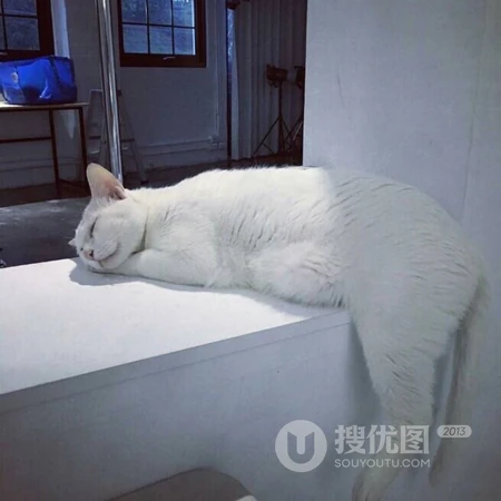 软萌治愈系委屈小猫咪系列头像合集