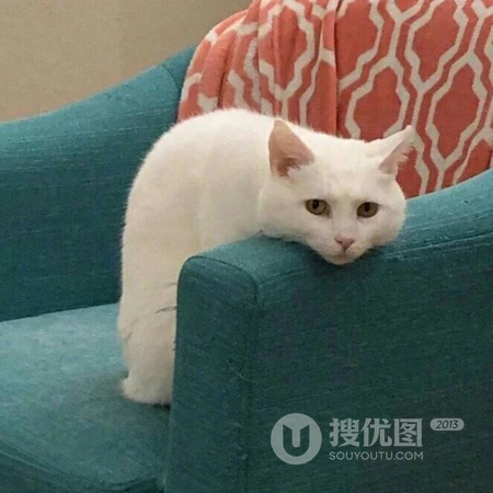 软萌治愈系委屈小猫咪系列头像合集
