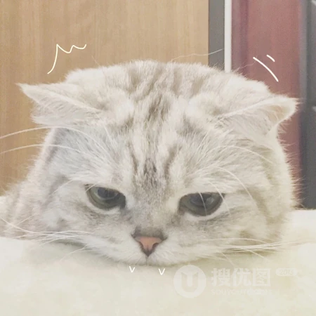 软萌治愈系委屈小猫咪系列头像合集