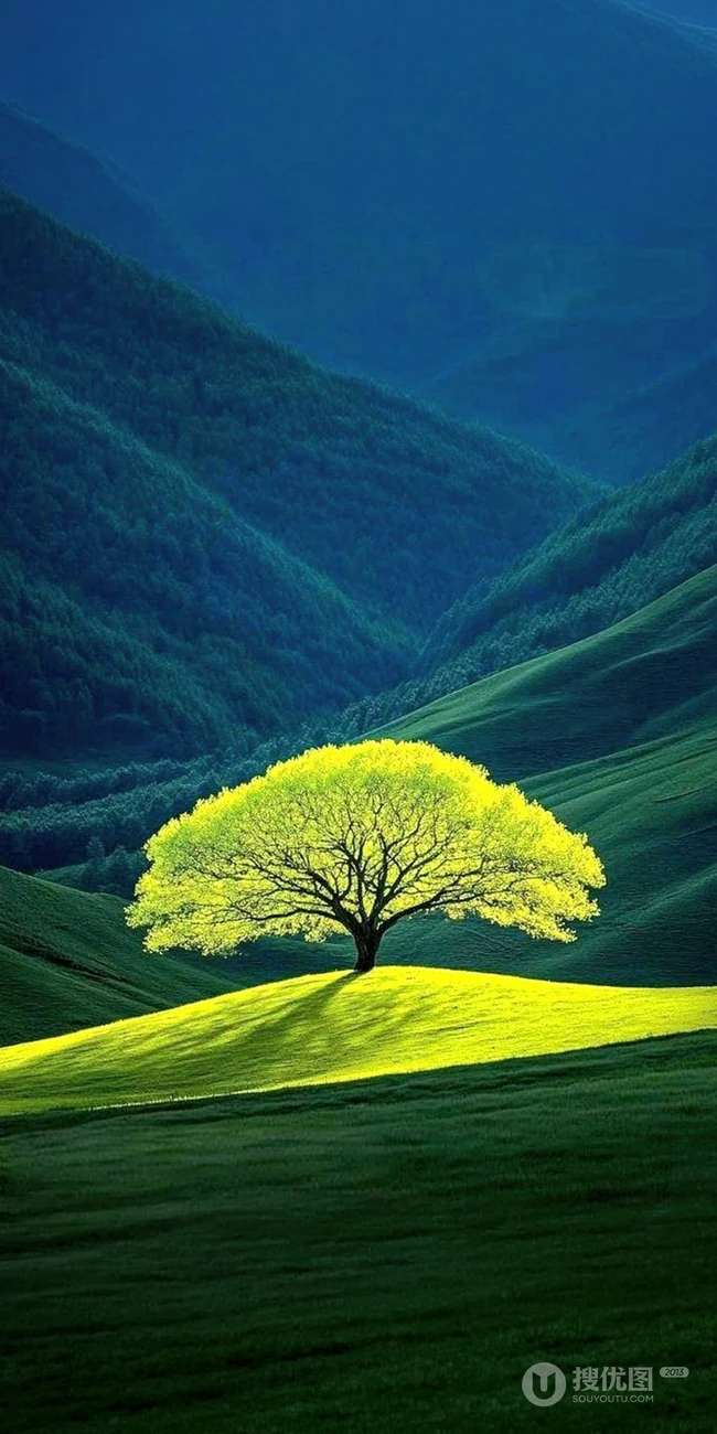 山谷草地孤树自然风光