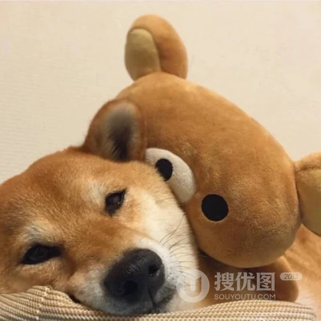 治愈系情侣萌宠玩偶头像系列合集