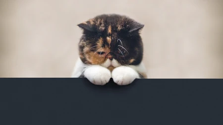 趴在深色台面上的三花异国短毛猫特写