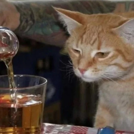 趣味搞笑猫咪头像合集 可爱萌宠社交头像