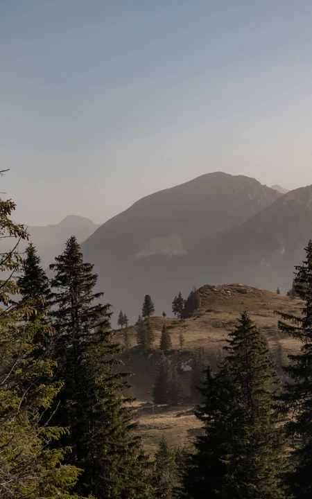 薄雾笼罩下的高山针叶林自然风景