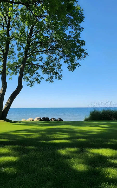 晴朗蓝天海边草坪大树清新自然风景