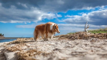 粗毛苏格兰牧羊犬海边沙滩漫步随拍